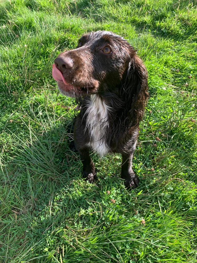 Happy brown spaniel in a field
