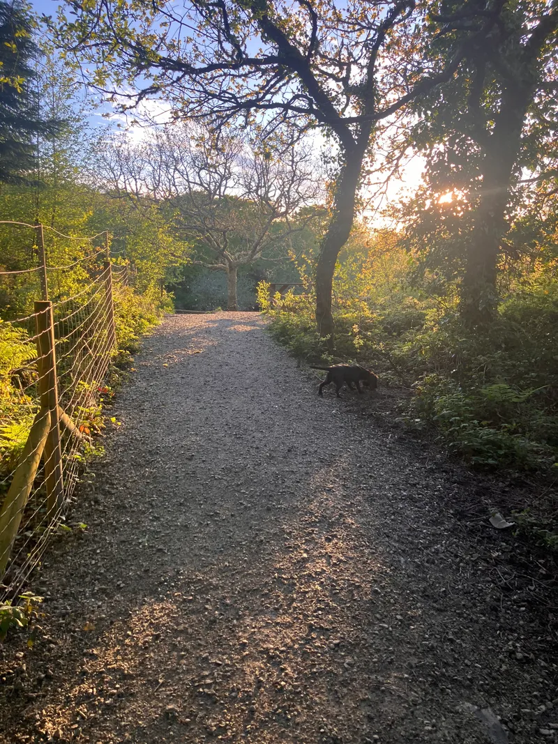 Enclosed padding with dog sniffing